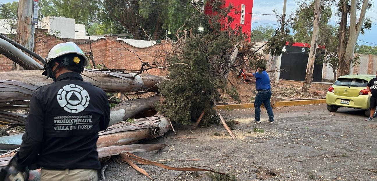 GOBIERNO DE VILLA DE POZOS ATIENDE CAÍDA DE ÁRBOLES POR FUERTES VIENTOS
