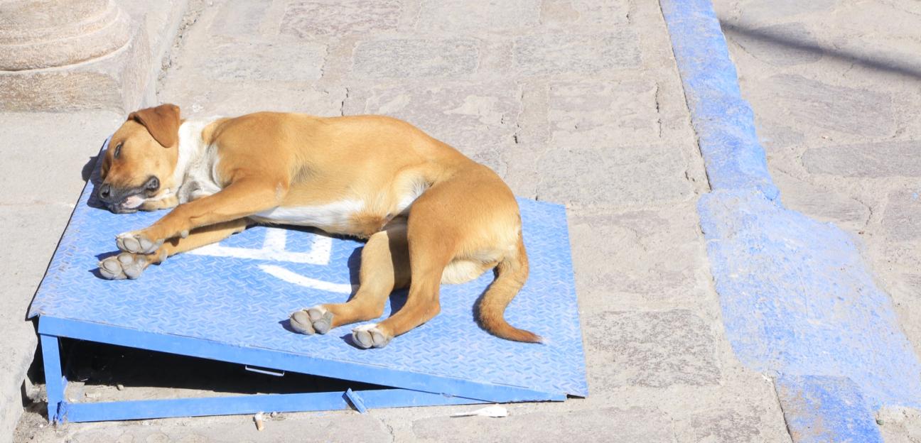 VILLA DE POZOS AVANZA EN SOLUCIÓN DE SOBREPOBLACIÓN ANIMAL