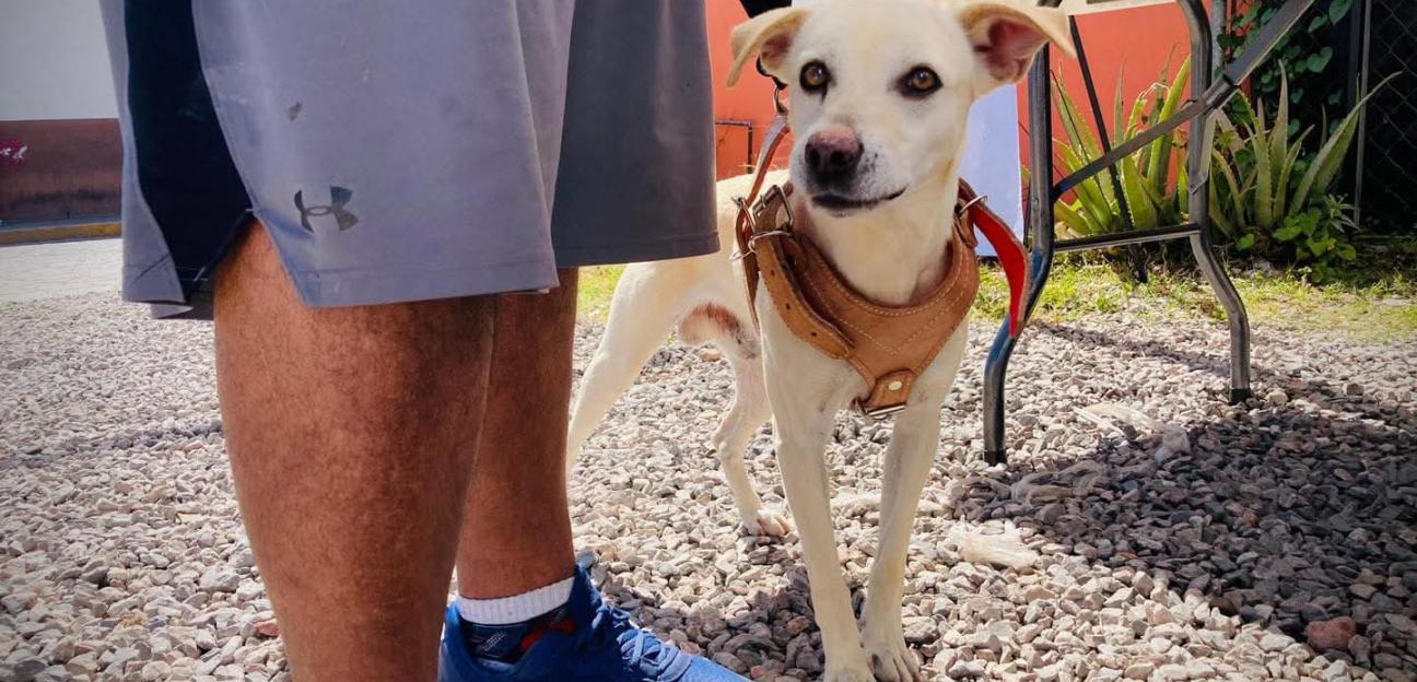 VILLA DE POZOS TRABAJA POR EL BIENESTAR DE ANIMALES