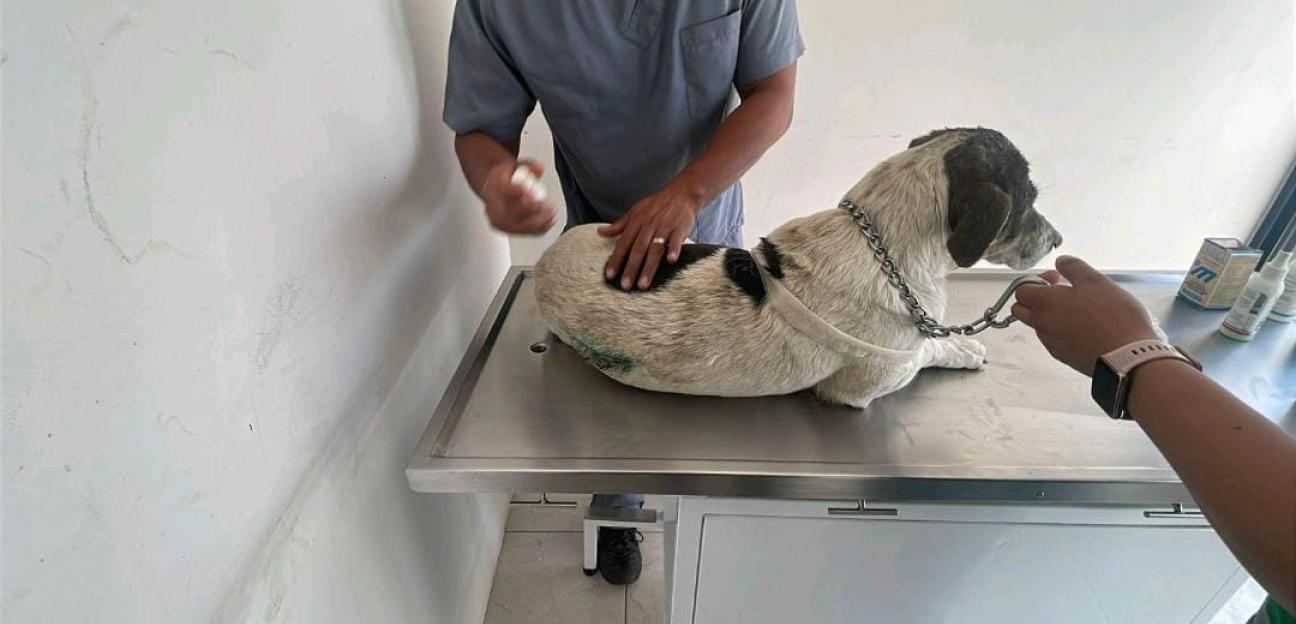 VILLA DE POZOS REGISTRA A SU PRIMER ANIMAL COMUNITARIO TRAS RESCATE EN SANTA RITA