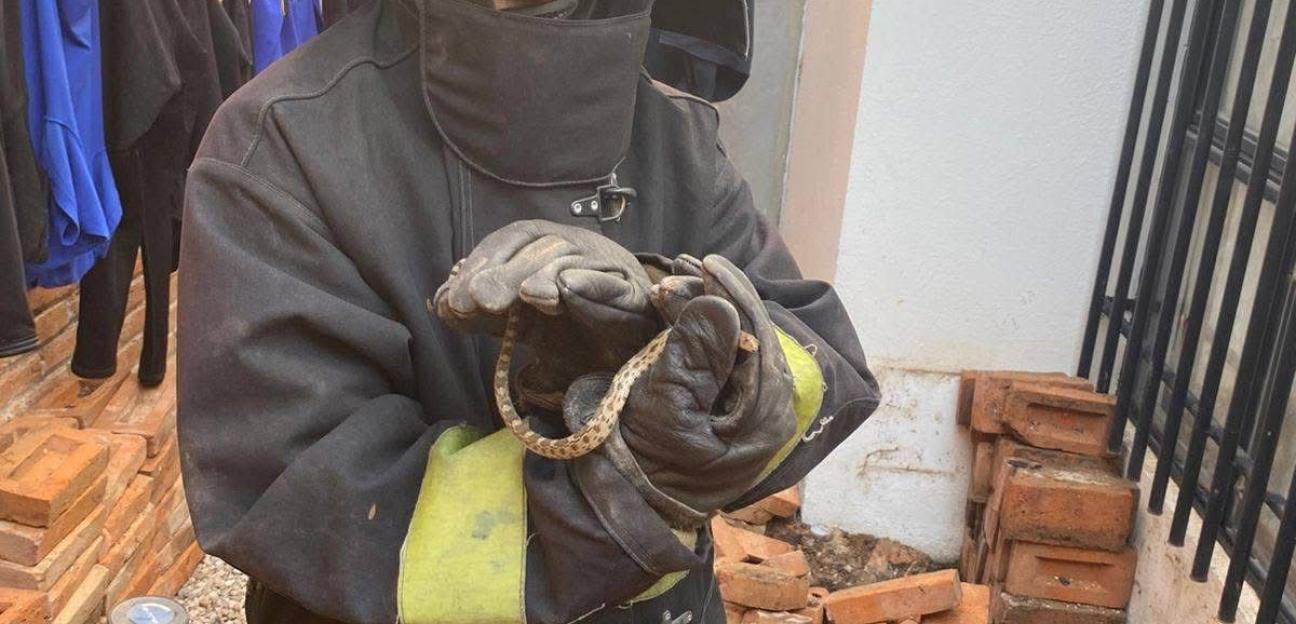 ACTÚA VILLA DE POZOS EN RESCATE DE FAUNA SILVESTRE