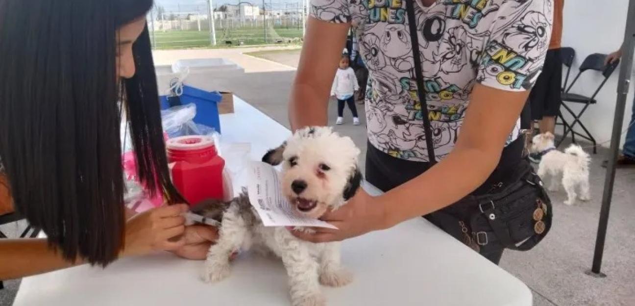 VILLA DE POZOS REALIZARÁ CAMPAÑA DE VACUNACIÓN ANTIRRÁBICA