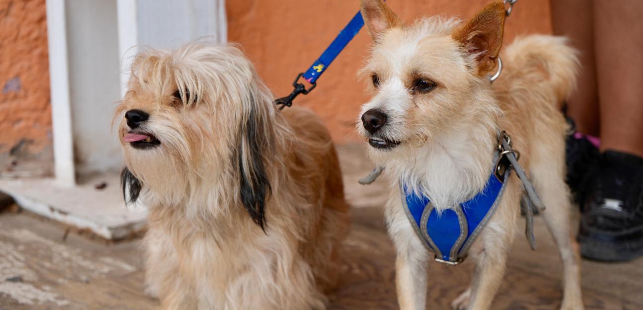 COMPROMETIDO VILLA DE POZOS CON SALUD Y BIENESTAR DE MASCOTAS