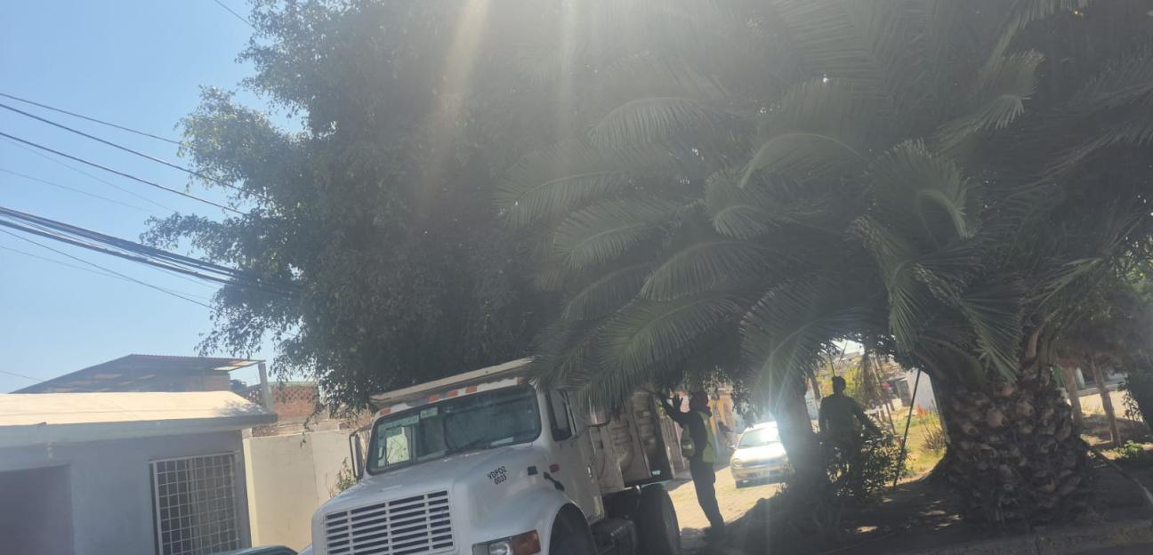 VILLA DE POZOS REALIZA PODA PREVENTIVA EN ÁREAS VERDES PARA FORTALECER LA SEGURIDAD