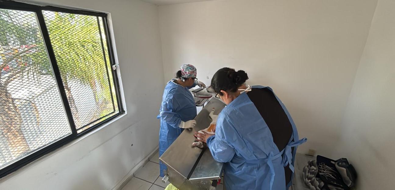 AVANZA TERCERA JORNADA DE ESTERILIZACIÓN 2026 EN VILLA DE POZOS