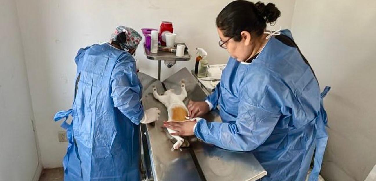 VILLA DE POZOS AVANZA EN EL CUIDADO ANIMAL