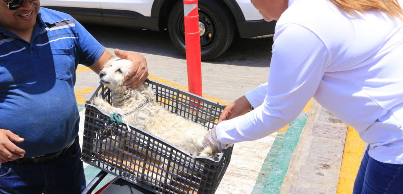 VILLA DE POZOS INVITA A VACUNAR A LAS MASCOTAS