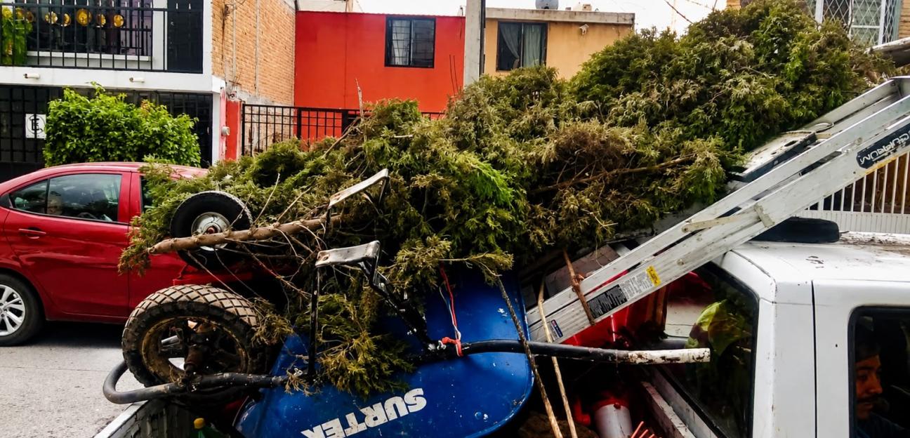 VILLA DE POZOS REALIZA PODA PREVENTIVA PARA GARANTIZAR SEGURIDAD