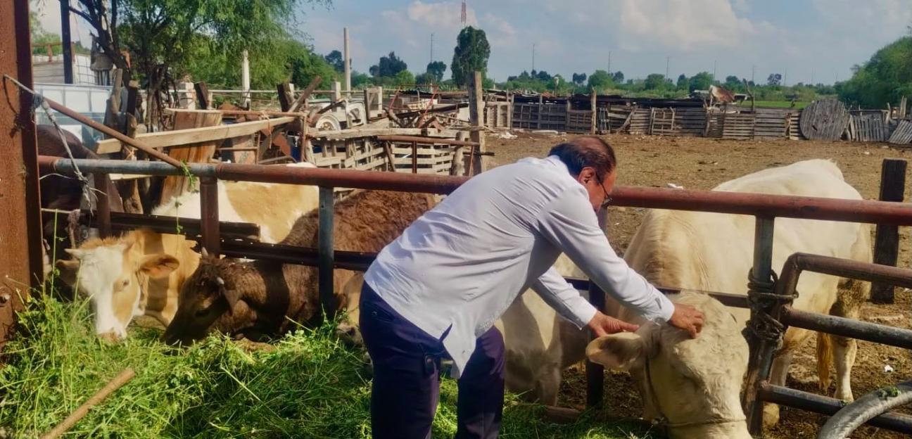 VILLA DE POZOS REFUERZA ACCIONES PREVENTIVAS CONTRA EL GUSANO BARRENADOR DEL GANADO