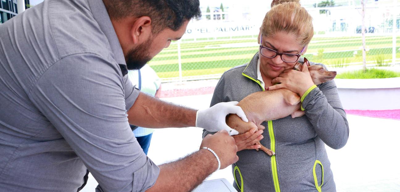 AVANZA ESTRATEGIA DE SALUD ANIMAL EN POZOS