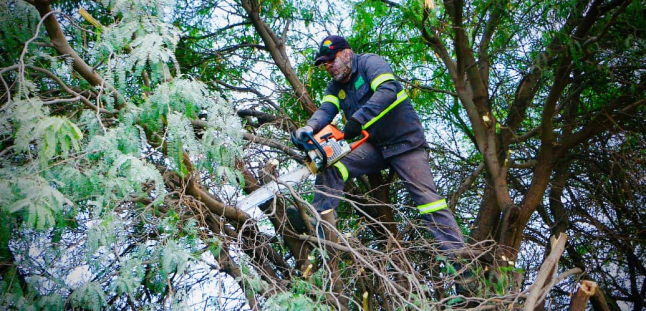 VILLA DE POZOS PREVIENEN RIESGOS CON PODA PERMANENTE