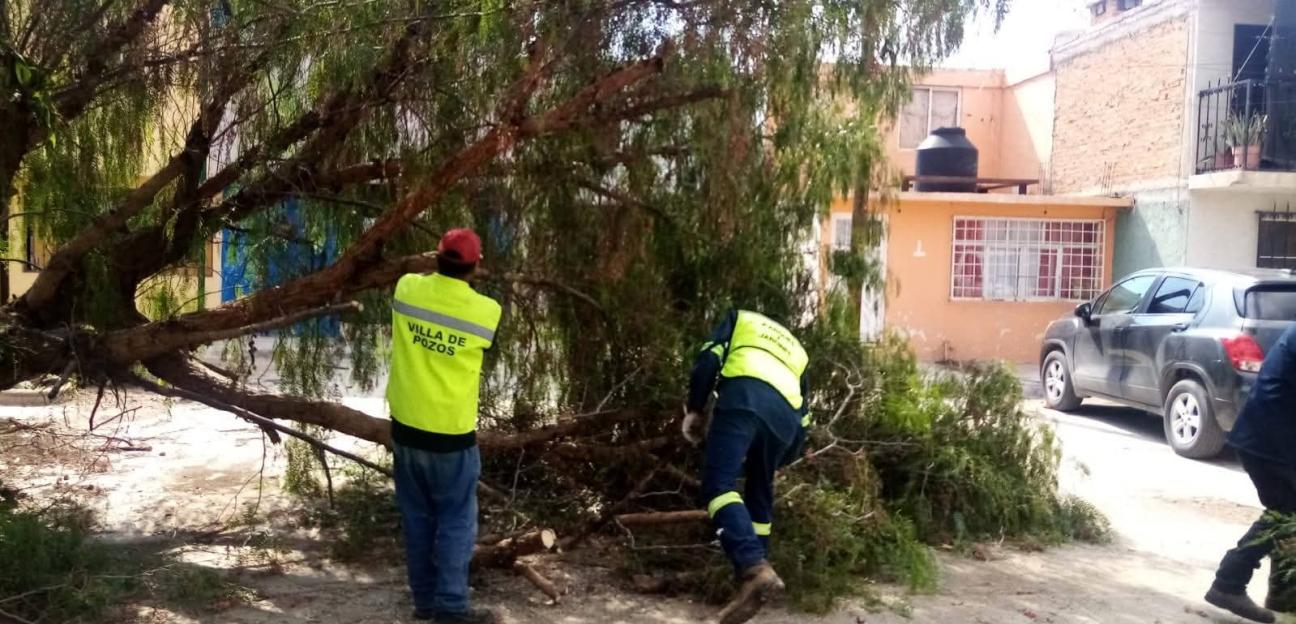 REFUERZA VILLA DE POZOS PODA PREVENTIVA DE ÁRBOLES PARA REDUCIR RIESGOS EN TEMPORADA DE LLUVIAS