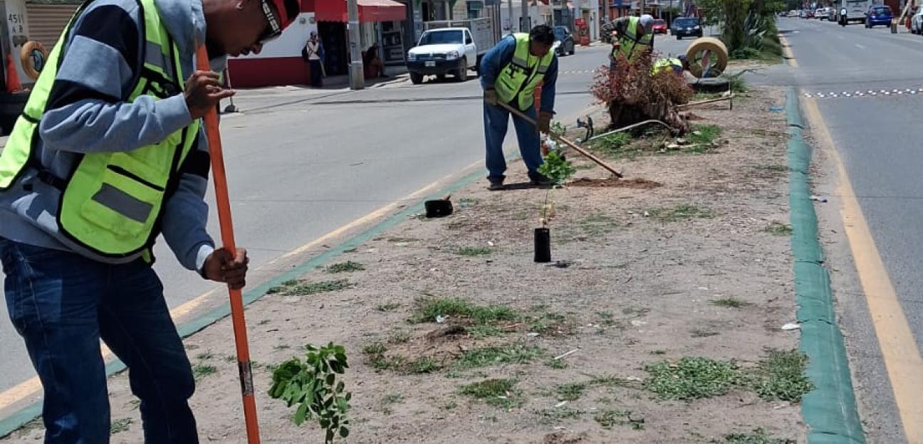AVANZA LA REFORESTACIÓN EN VILLA DE POZOS