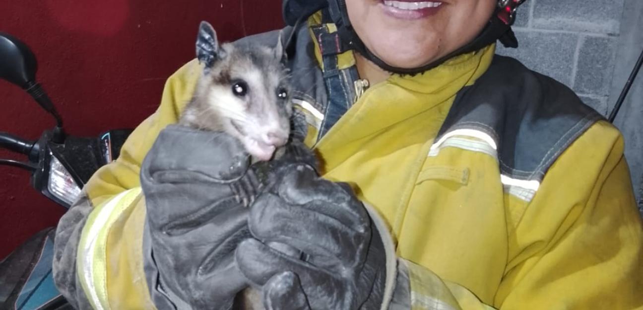 PROTECCIÓN CIVIL DE VILLA DE POZOS REFUERZA EL RESGUARDO DE FAUNA SILVESTRE EN BENEFICIO DE LA POBLACIÓN