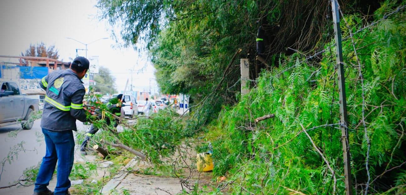 VILLA DE POZOS REFUERZA ACCIONES PREVENTIVAS PARA ATENDER ÁRBOLES EN RIESGO DE CAÍDA