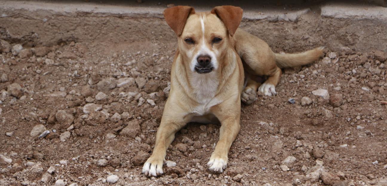 VILLA DE POZOS PROMUEVE LA ADOPCIÓN RESPONSABLE DE MASCOTAS