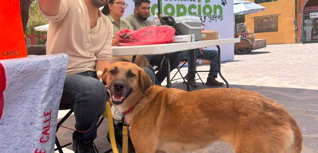 VILLA DE POZOS IMPULSA BIENESTAR ANIMAL CON ADOPCIÓN DE ANIMALES